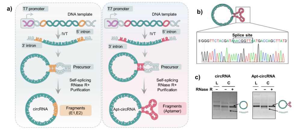 Carrier-free mRNA delivery with Aptamers: Nucleic acid is all you need